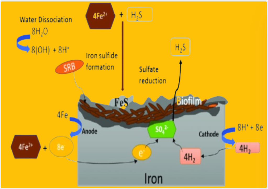 Mechanisms of MIC: